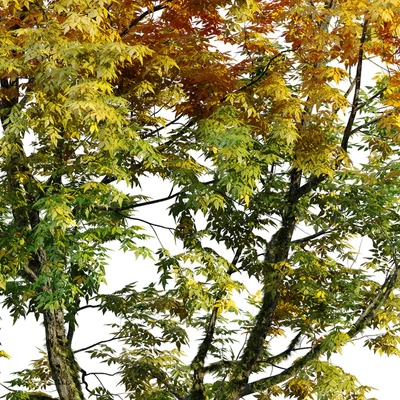 Autumn fraxinus pennsylvanica — Вид 6