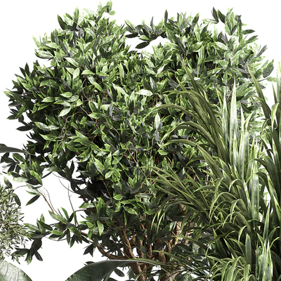 Collection indoor plant 156 pot plant ficus rubbery palm concrete dirt vase — Вид 6