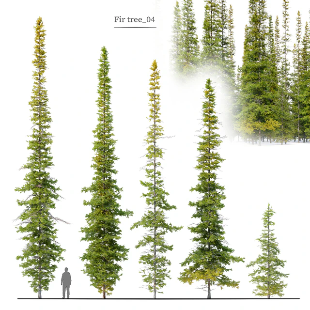Fir tree 04 — Скачать