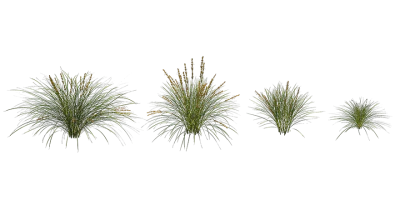 basket grass 001 — download