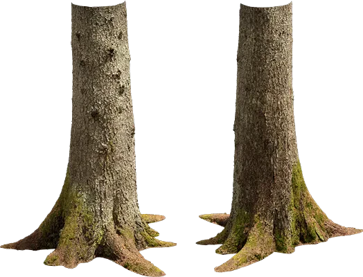 nordic forest tree trunk spruce large 001 — Descargar