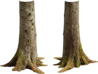 nordic forest tree trunk spruce large 001 — Descargar