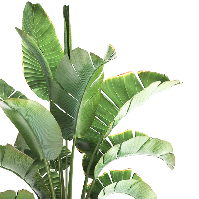 Strelitzia and banana bush in a metal vase and pot in the loft style, ravenala. 1111. — Descargar