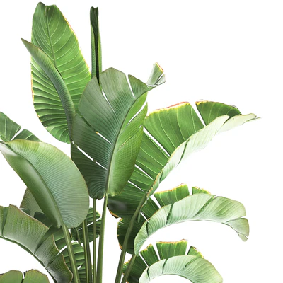 Strelitzia and banana bush in a metal vase and pot in the loft style, ravenala. 1111. — Ver 6