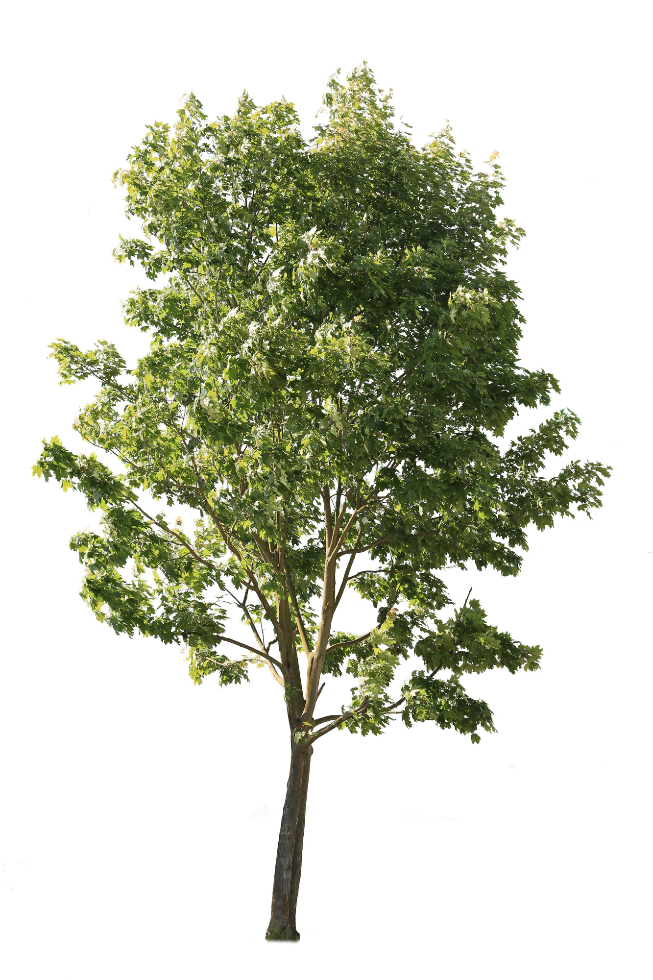 tree l 001 — Скачать