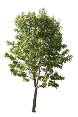 tree l 001 — Скачать