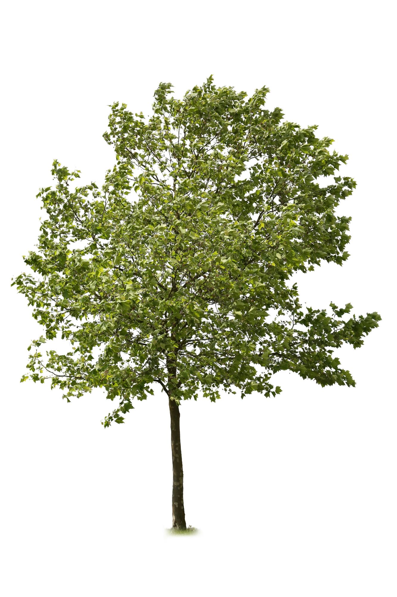 tree l 002 — Descargar