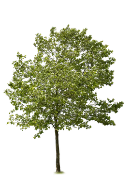 tree l 002 — Descargar
