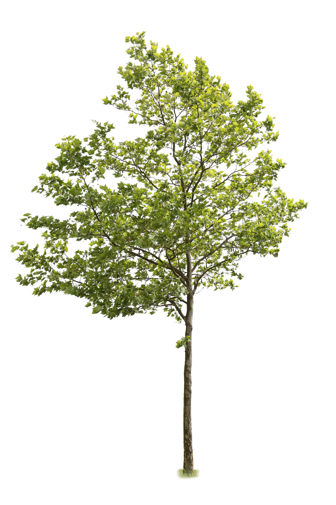 tree l 003 — Descargar