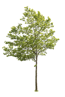 tree l 003 — Descargar