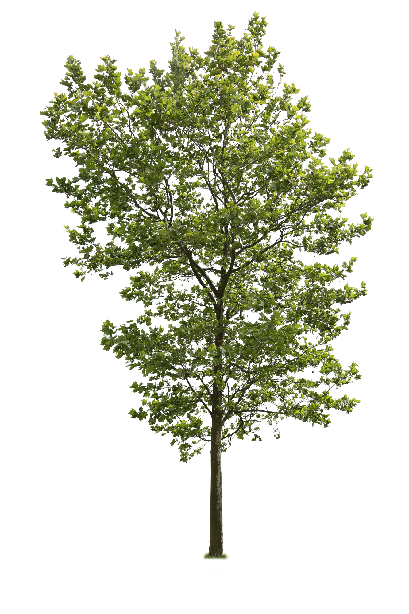 tree l 004 — Скачать
