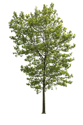 tree l 004 — Скачать