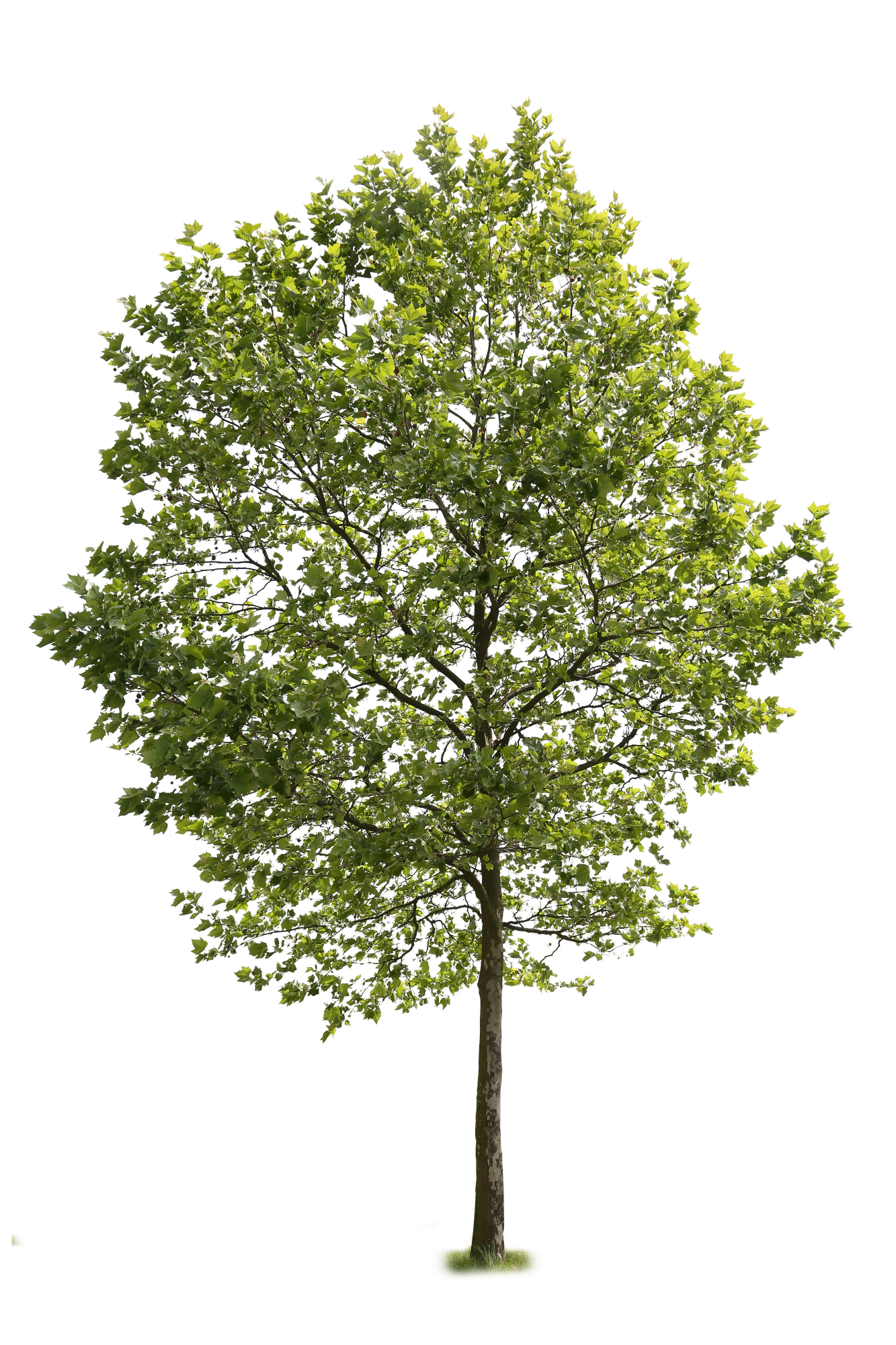 tree l 005 — Скачать