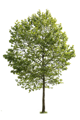 tree l 005 — Скачать