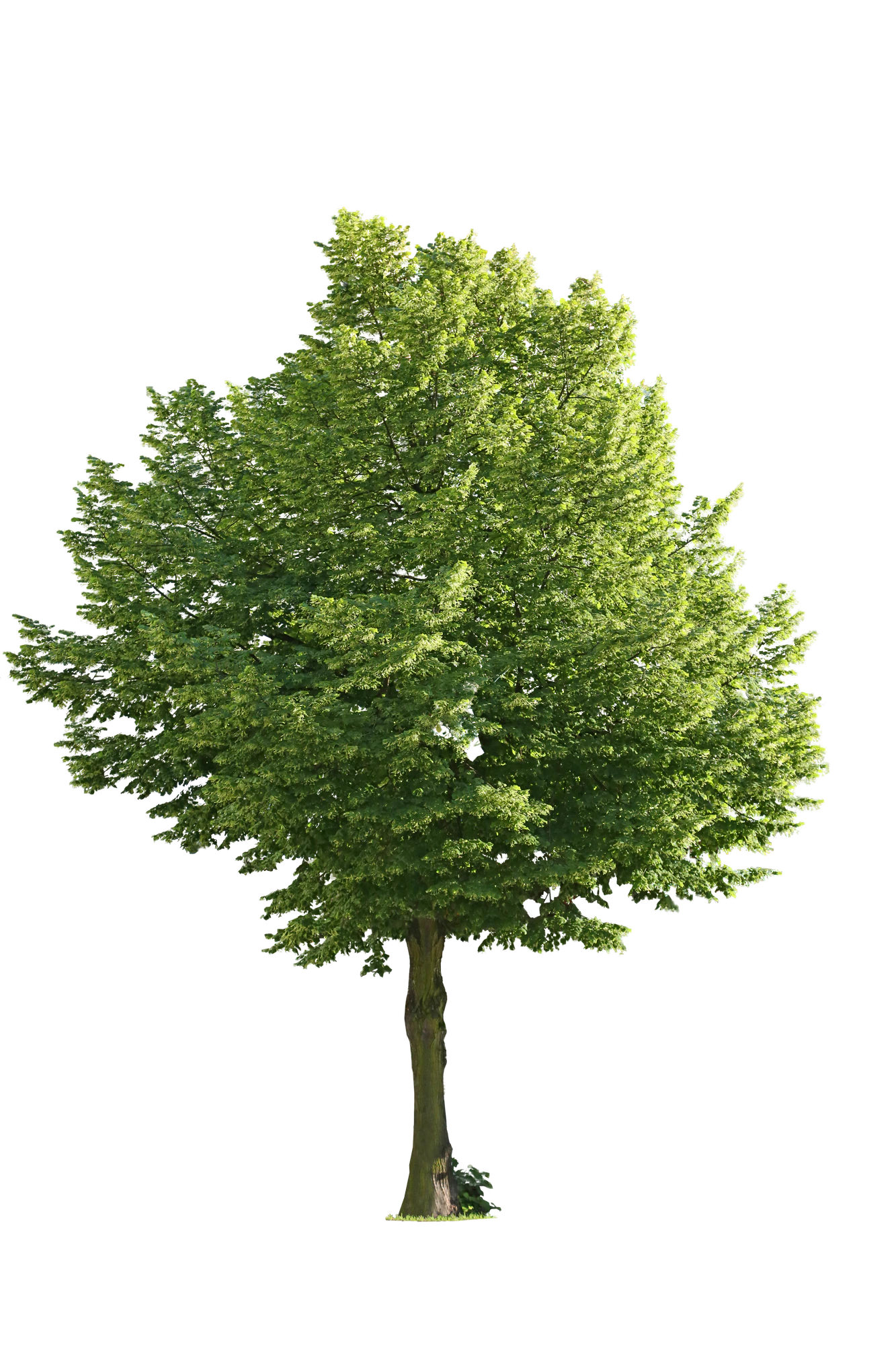tree l 006 — Descargar