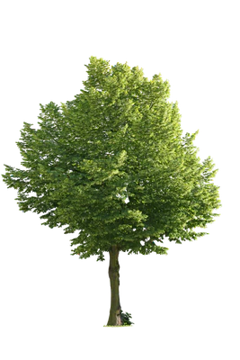 tree l 006 — Descargar