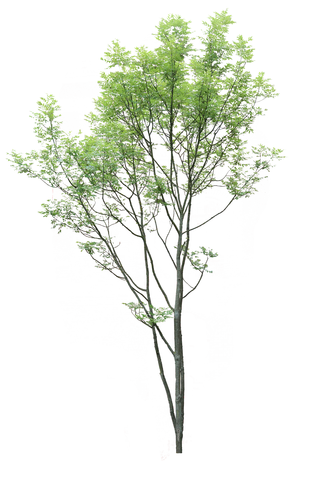 tree l 007 — Скачать