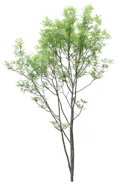tree l 007 — Скачать