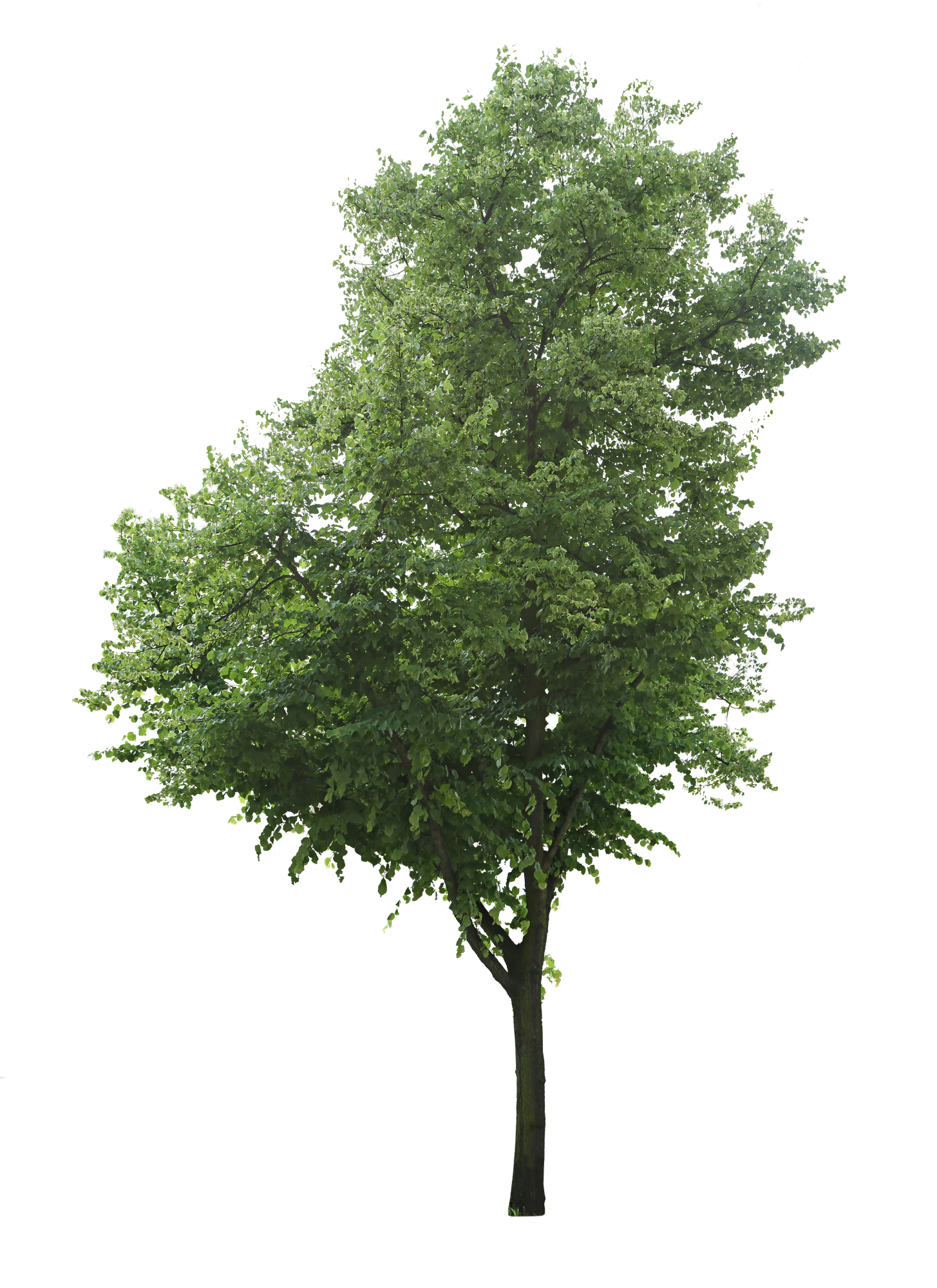 tree l 008 — Descargar