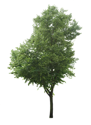 tree l 008 — Descargar