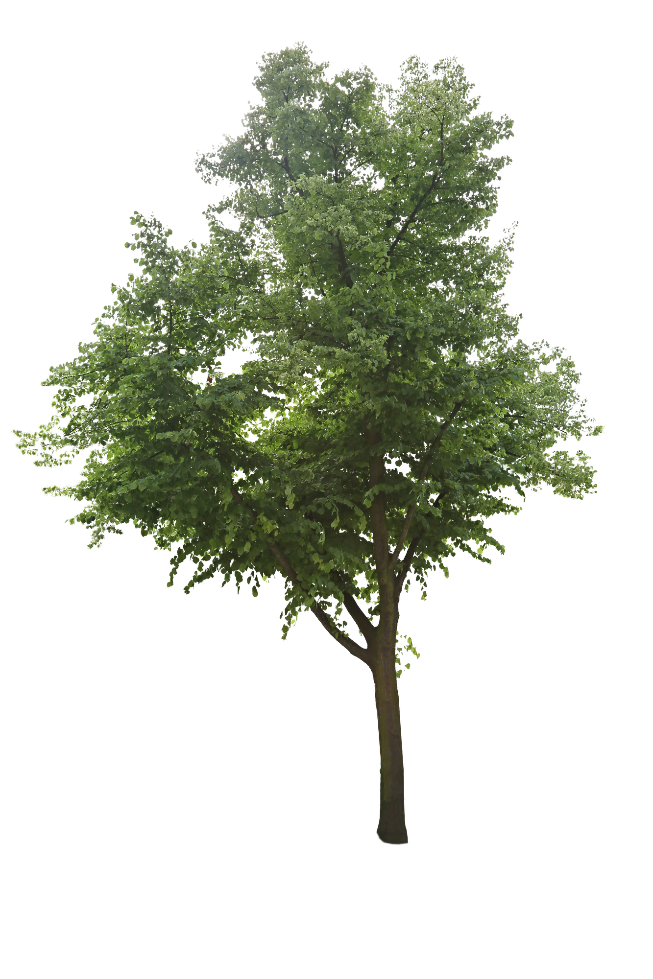 tree l 009 — Descargar