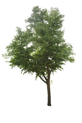 tree l 009 — Descargar