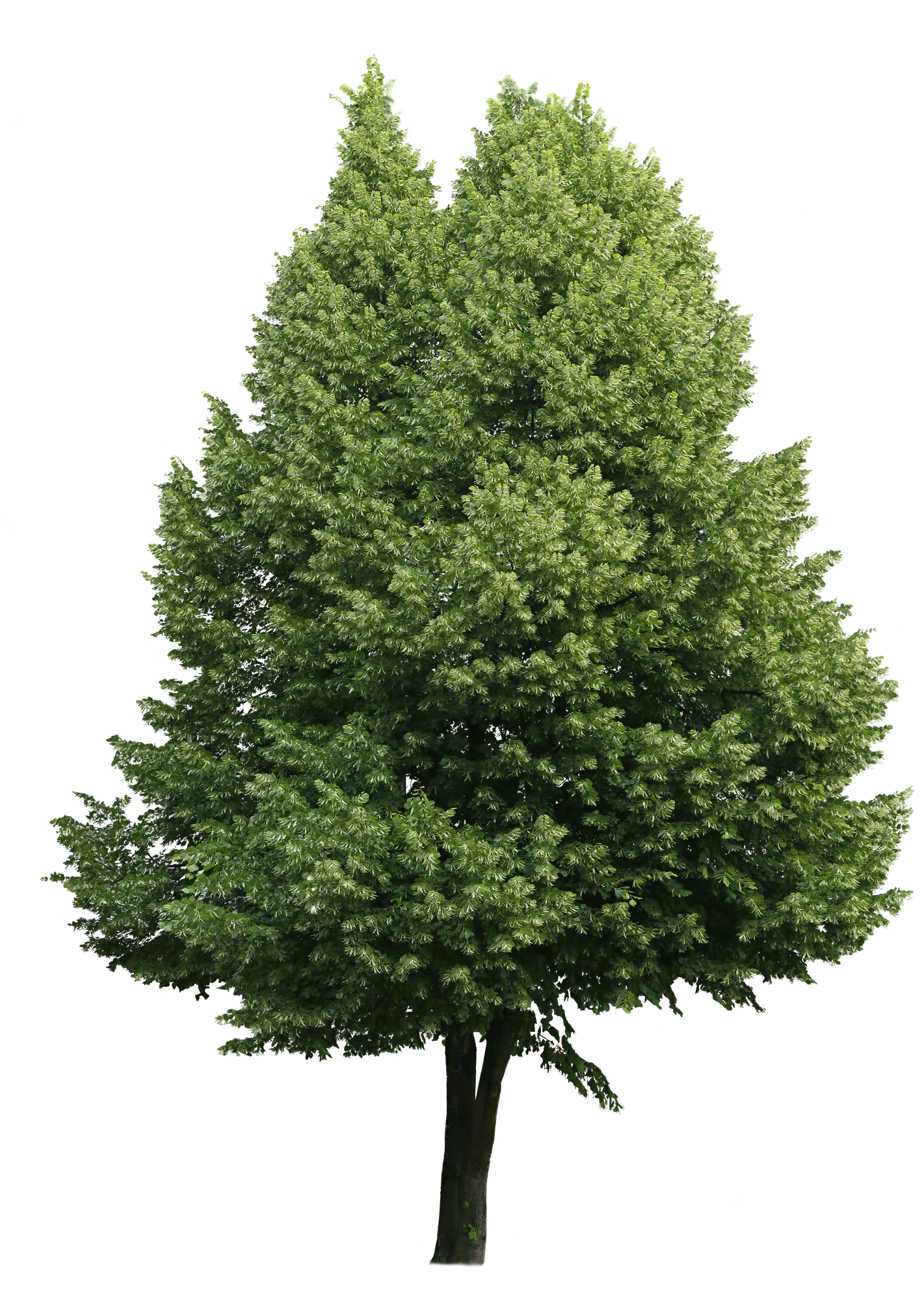 tree l 010 — Descargar