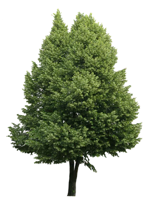 tree l 010 — Descargar