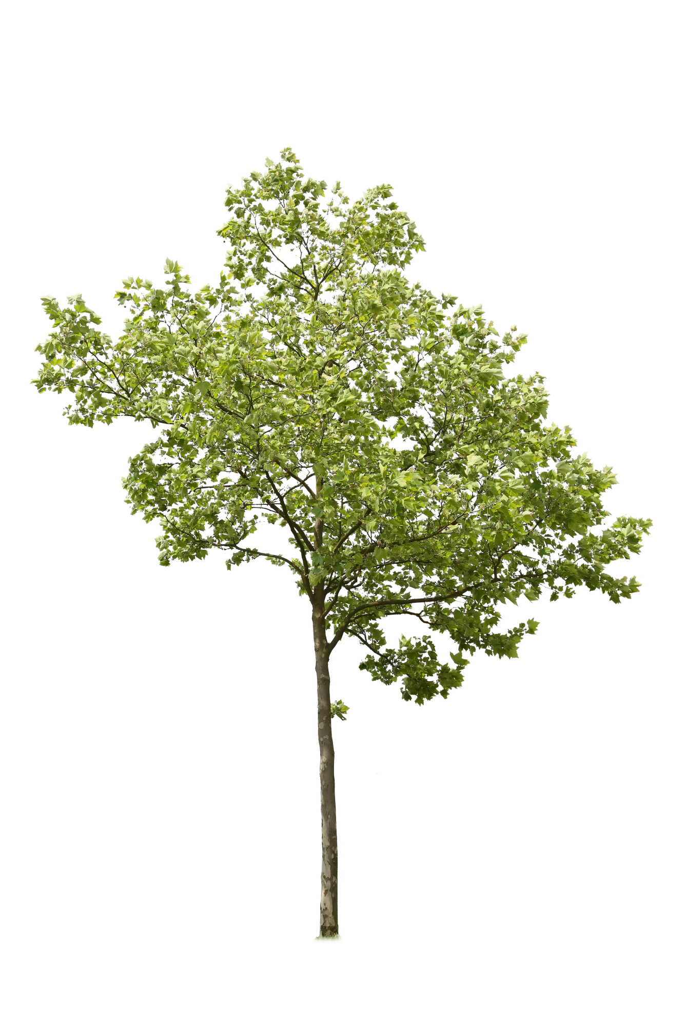 tree l 011 — Descargar