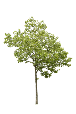 tree l 011 — Descargar