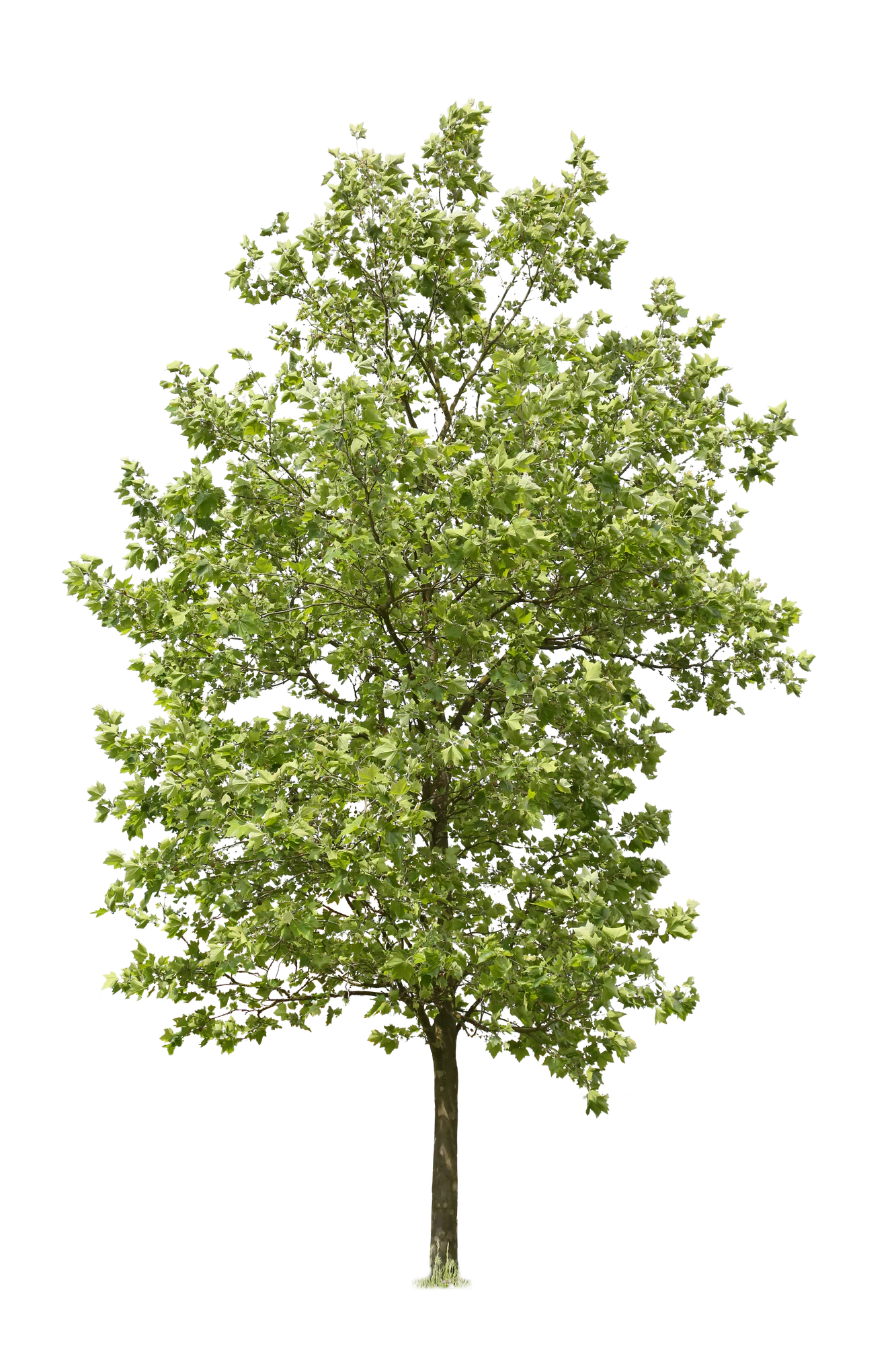 tree l 012 — Descargar