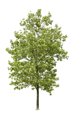 tree l 012 — Descargar
