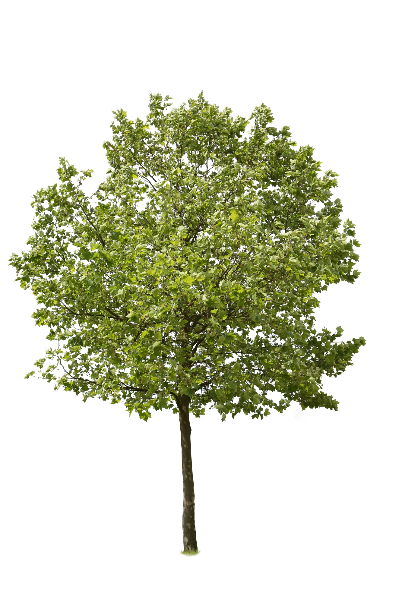 tree l 013 — Descargar