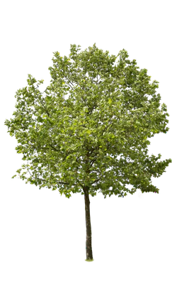 tree l 013 — Descargar