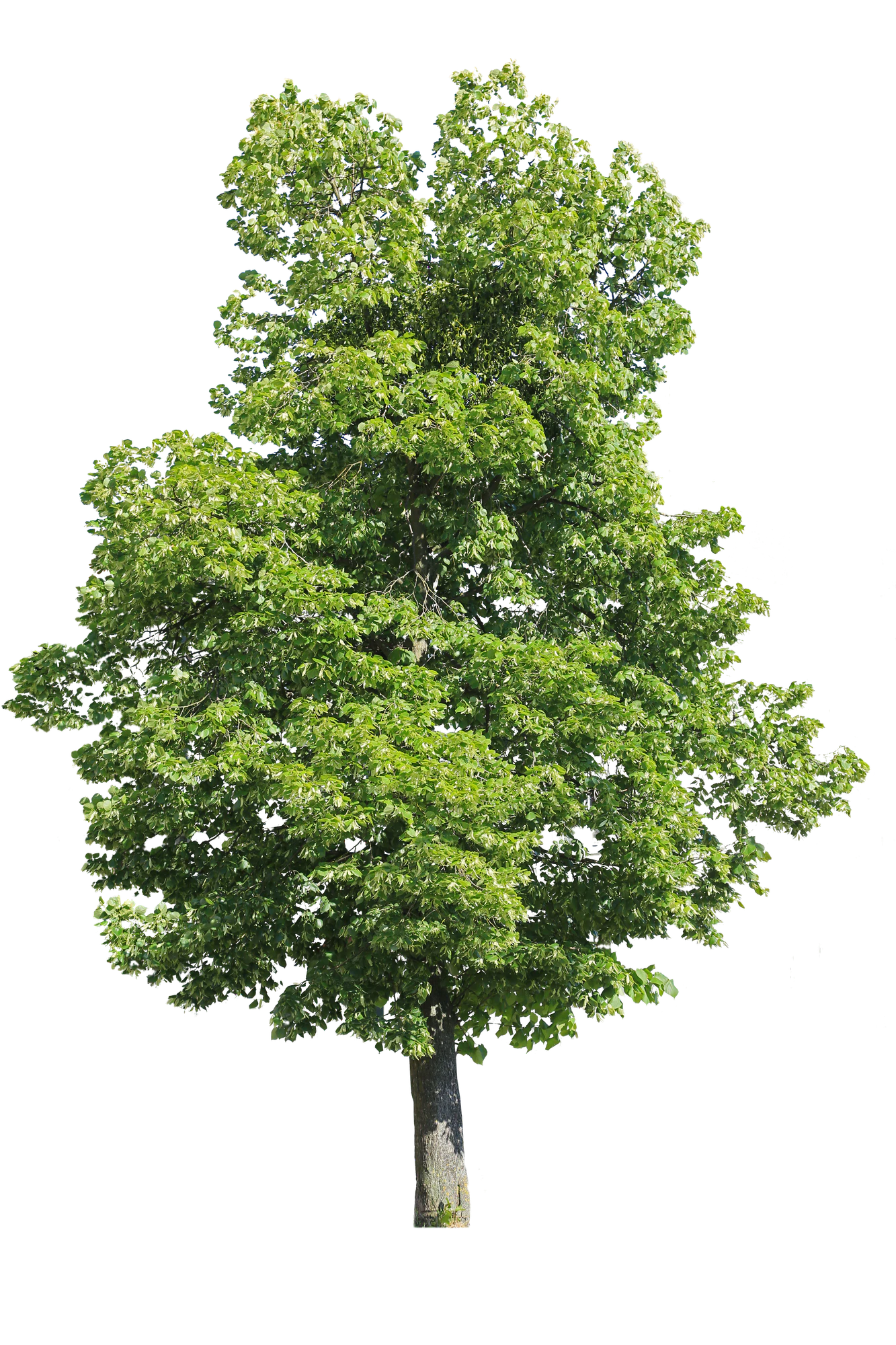 tree l 014 — Descargar