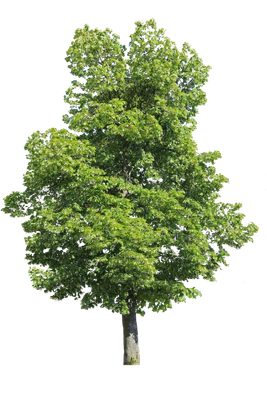 tree l 014 — Descargar