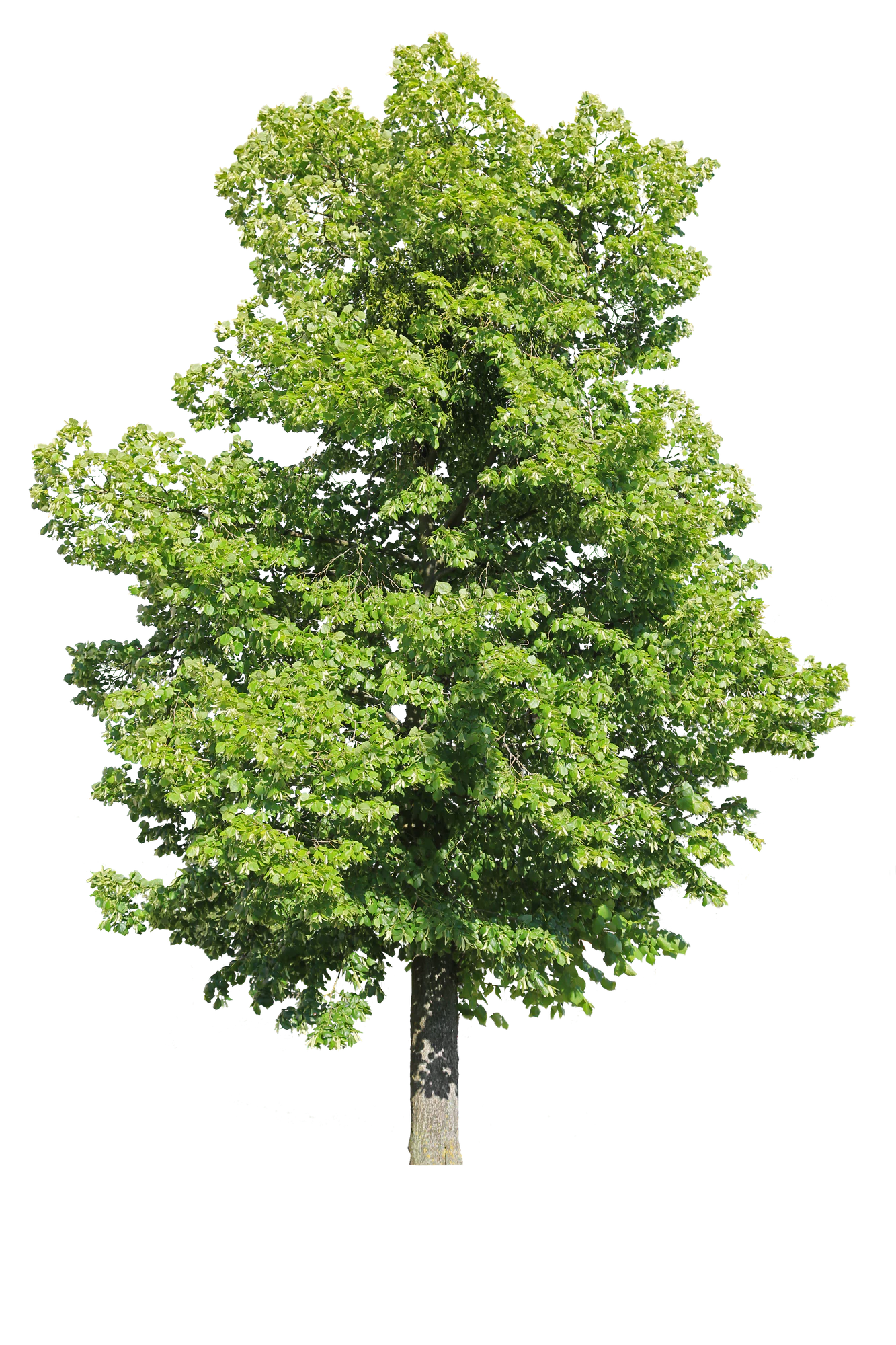 tree l 015 — Descargar