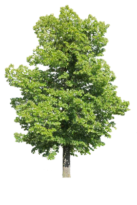 tree l 015 — Descargar
