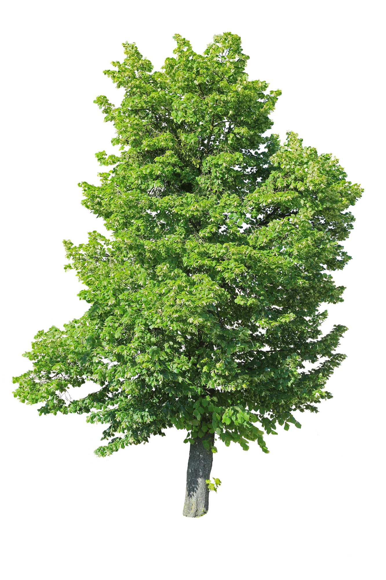 tree l 016 — Скачать
