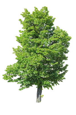tree l 016 — Скачать