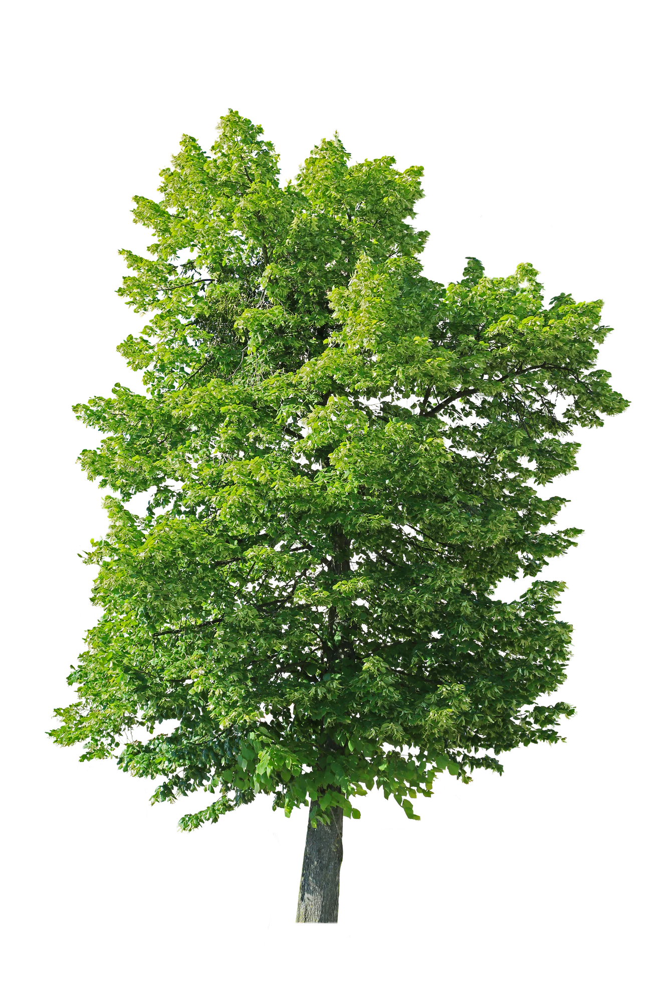 tree l 017 — Скачать