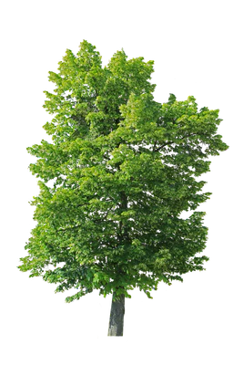tree l 017 — Скачать