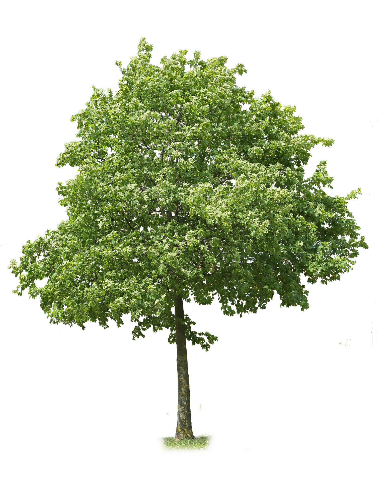 tree l 018 — Descargar