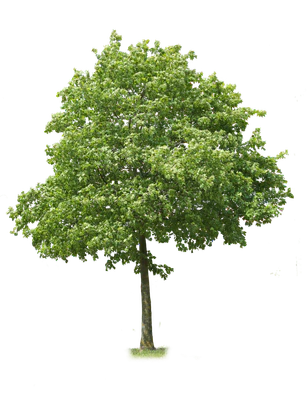 tree l 018 — Descargar