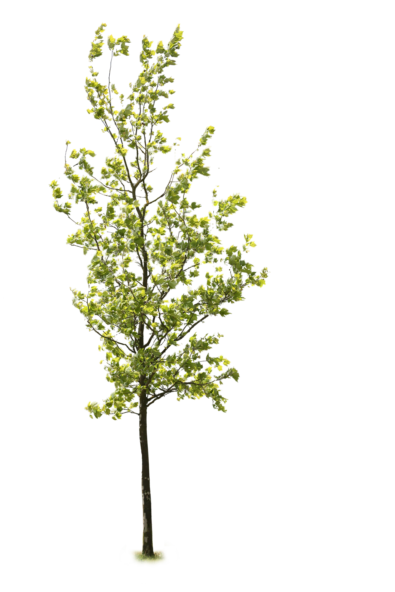 tree l 019 — Descargar