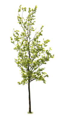 tree l 019 — Descargar