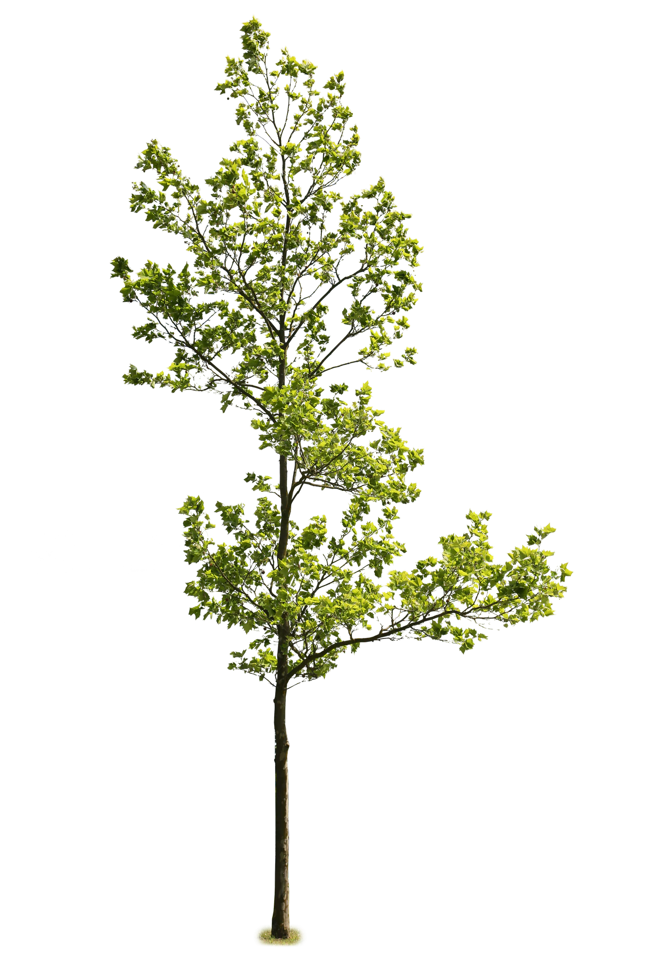 tree l 020 — Скачать