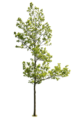tree l 020 — Скачать