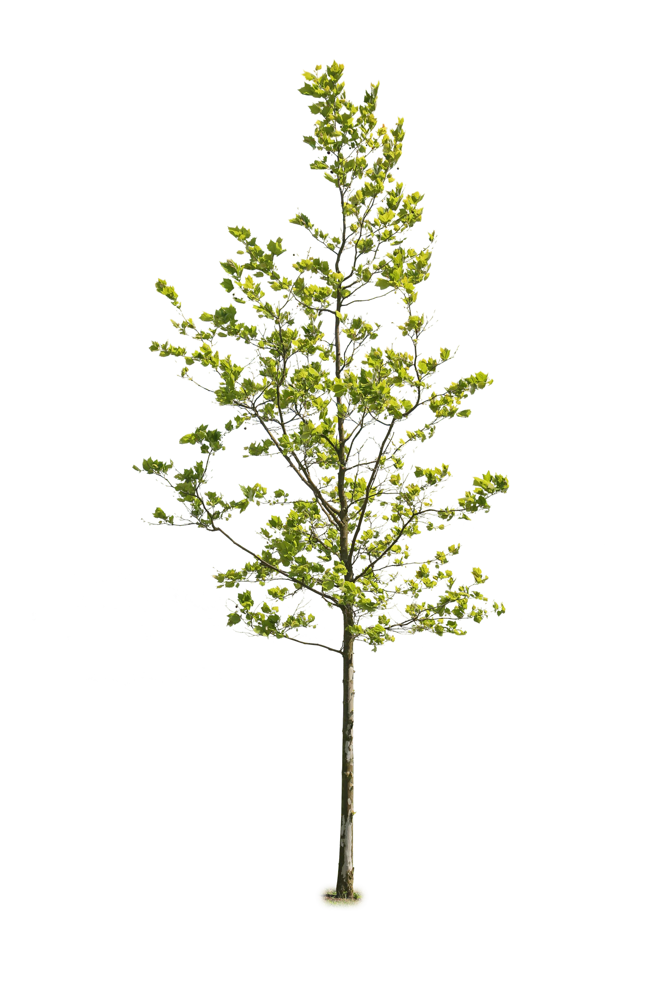 tree l 021 — Descargar