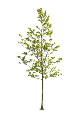 tree l 021 — Descargar